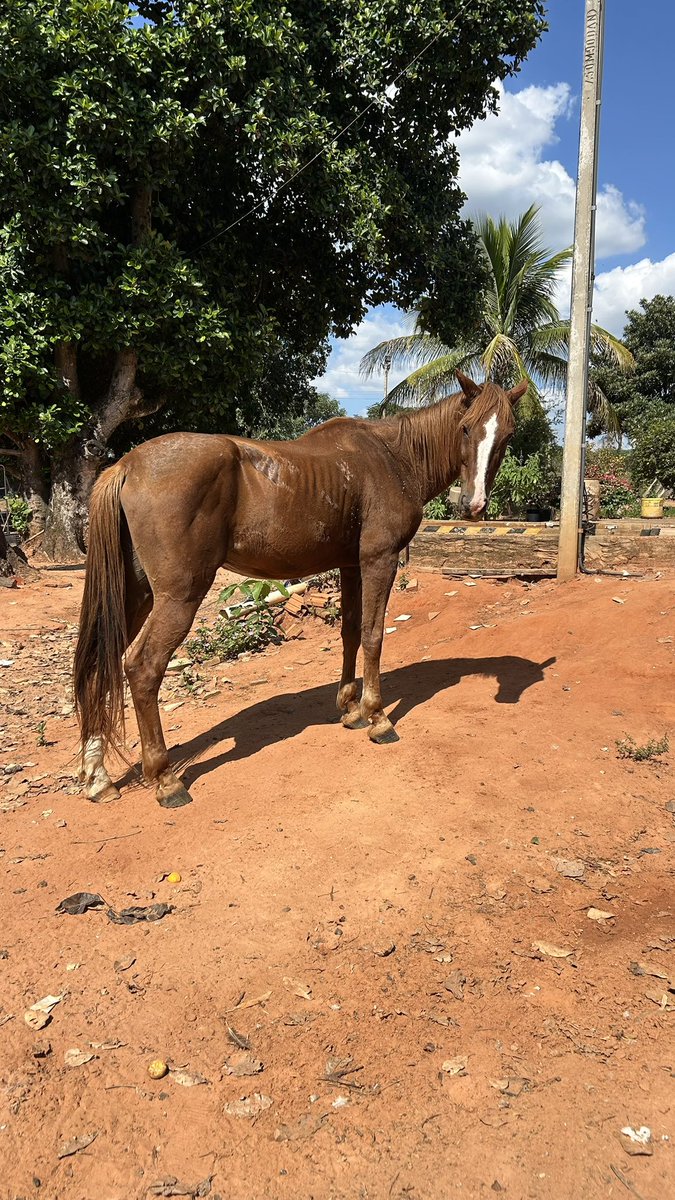 caju com queijo tweet media