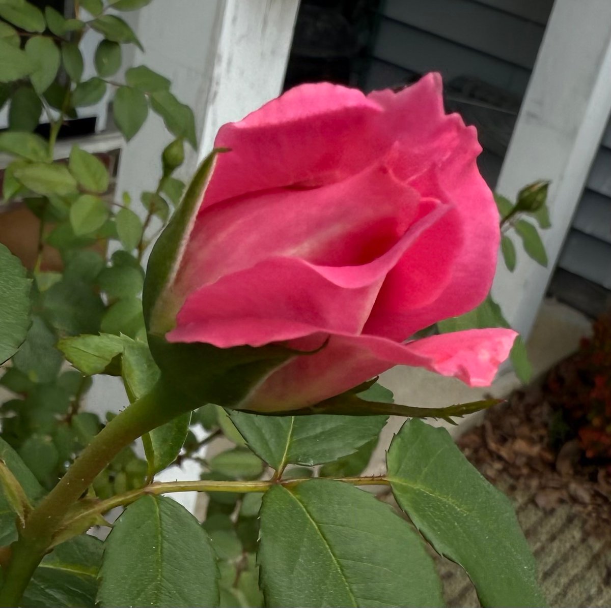 fuschia_groan's tweet image. More spring roses peeping out, and tomorrow, I will be arranging more flowers for my church’s altar. A small oasis of calm and beauty in all the chaos….#Goodnight!

#goodnighteveryone #friday