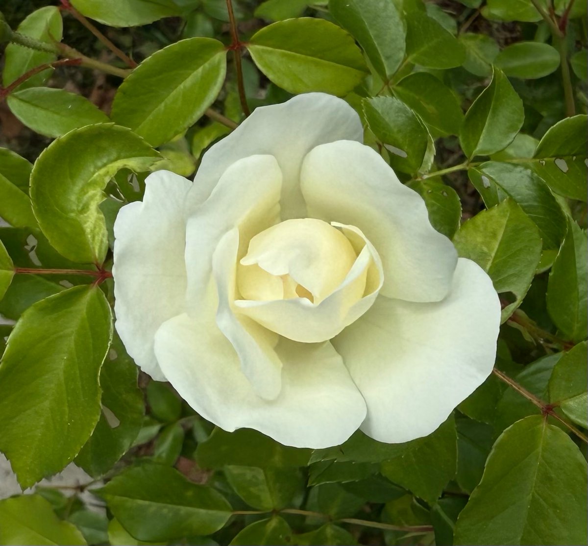 fuschia_groan's tweet image. More spring roses peeping out, and tomorrow, I will be arranging more flowers for my church’s altar. A small oasis of calm and beauty in all the chaos….#Goodnight!

#goodnighteveryone #friday