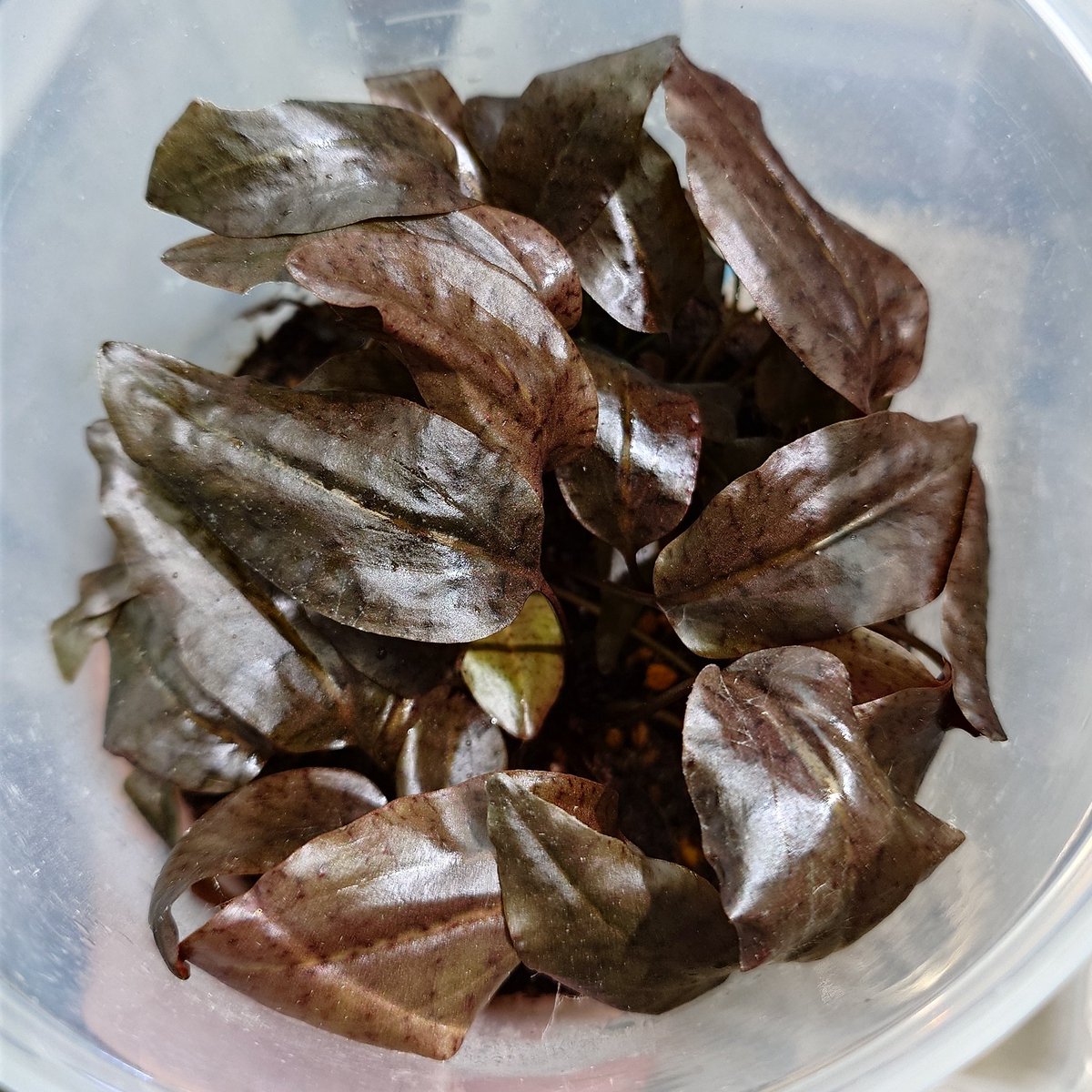 アース tweet media