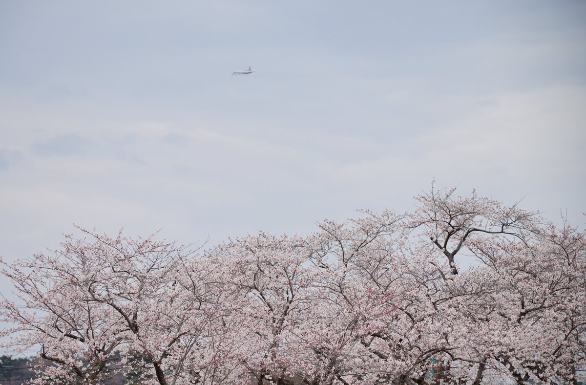 かりぶち ひかり tweet media