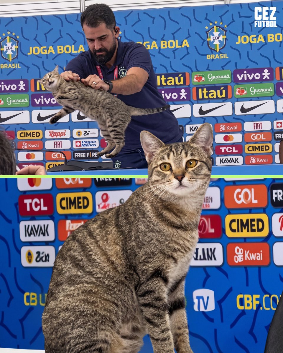 No Cats No Life tweet media