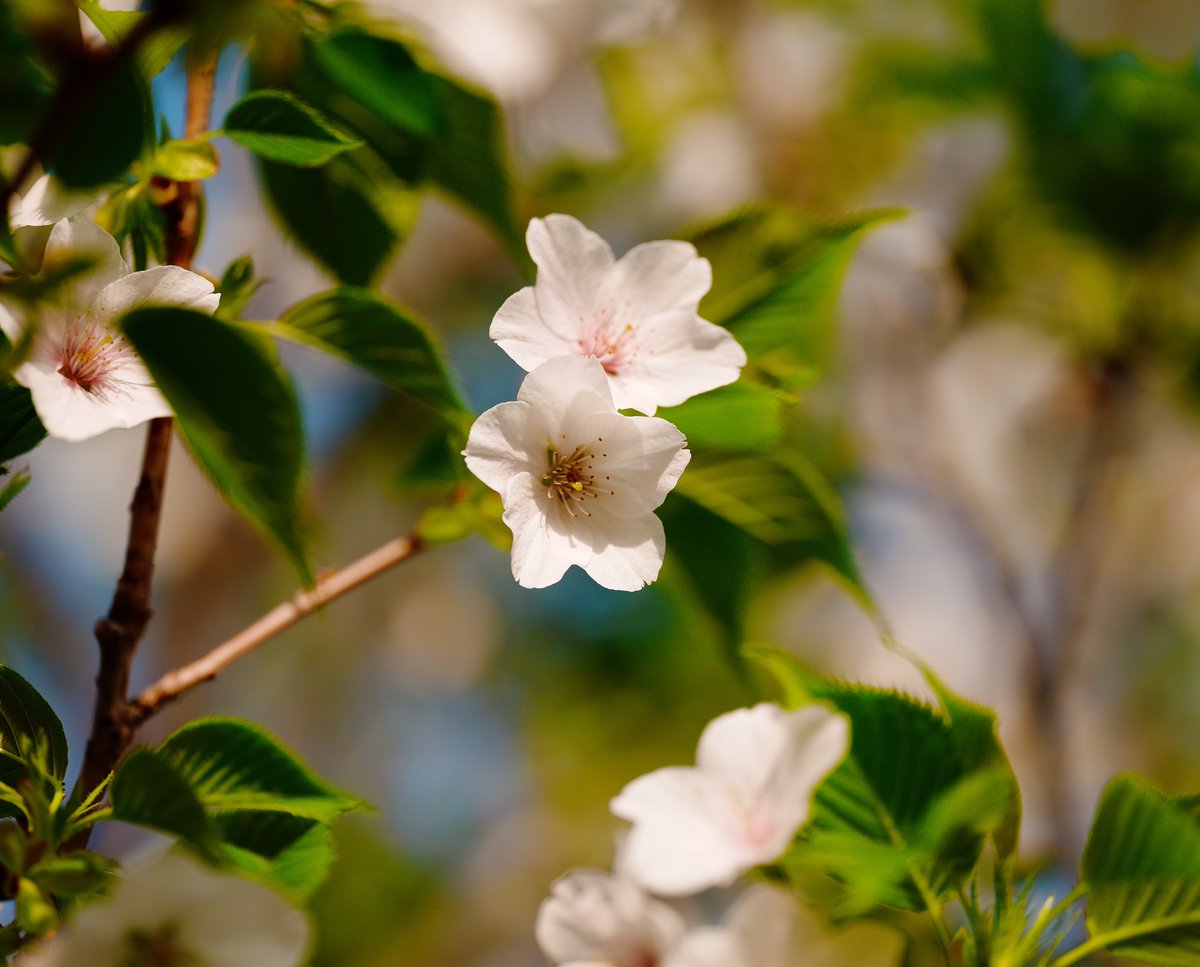 takuma3_'s tweet image. 📸 #SigmaBF + #SIGMA 105mm F2.8 DG DN MACRO
