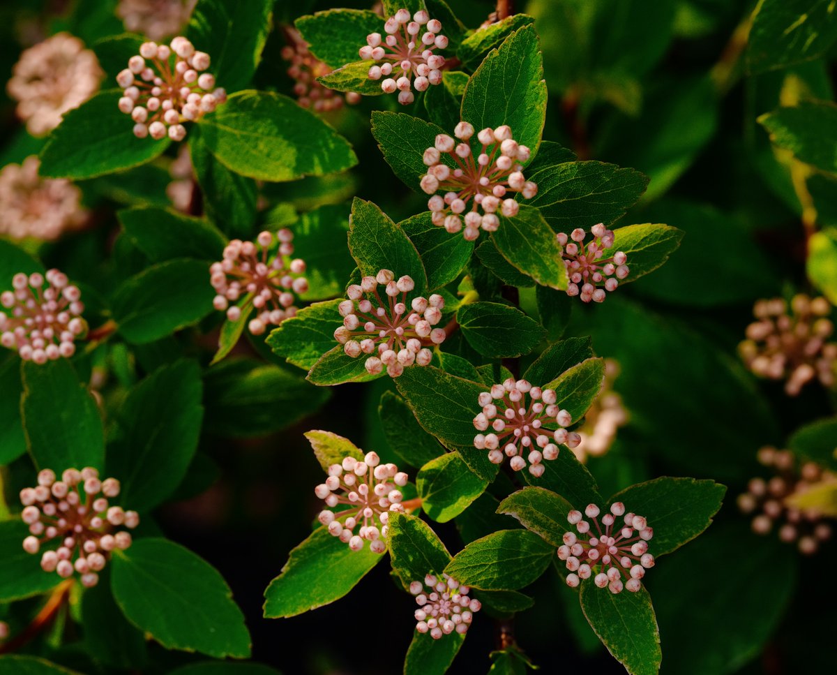 takuma3_'s tweet image. 📸 #SigmaBF + #SIGMA 105mm F2.8 DG DN MACRO