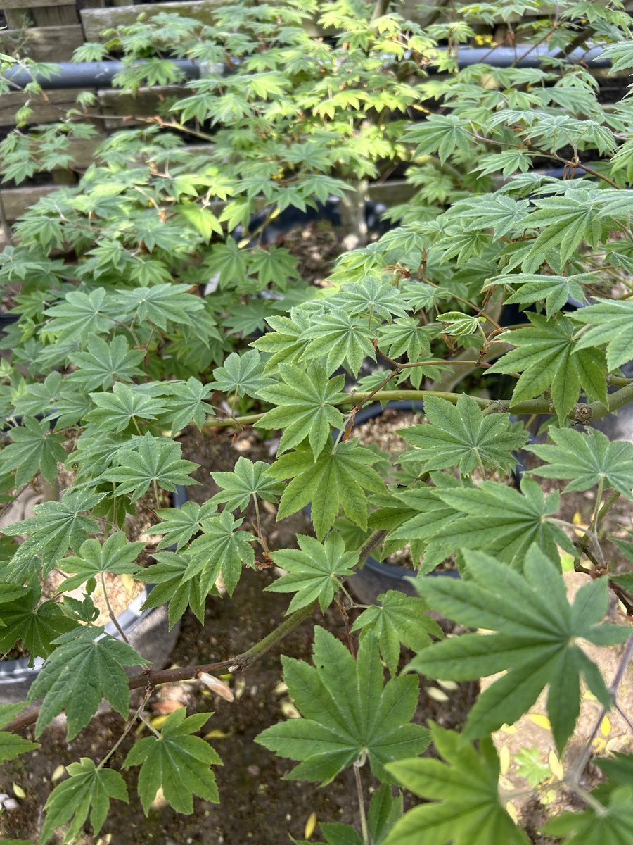 Sasaki・VariegatA👨🏽‍🌾 tweet media