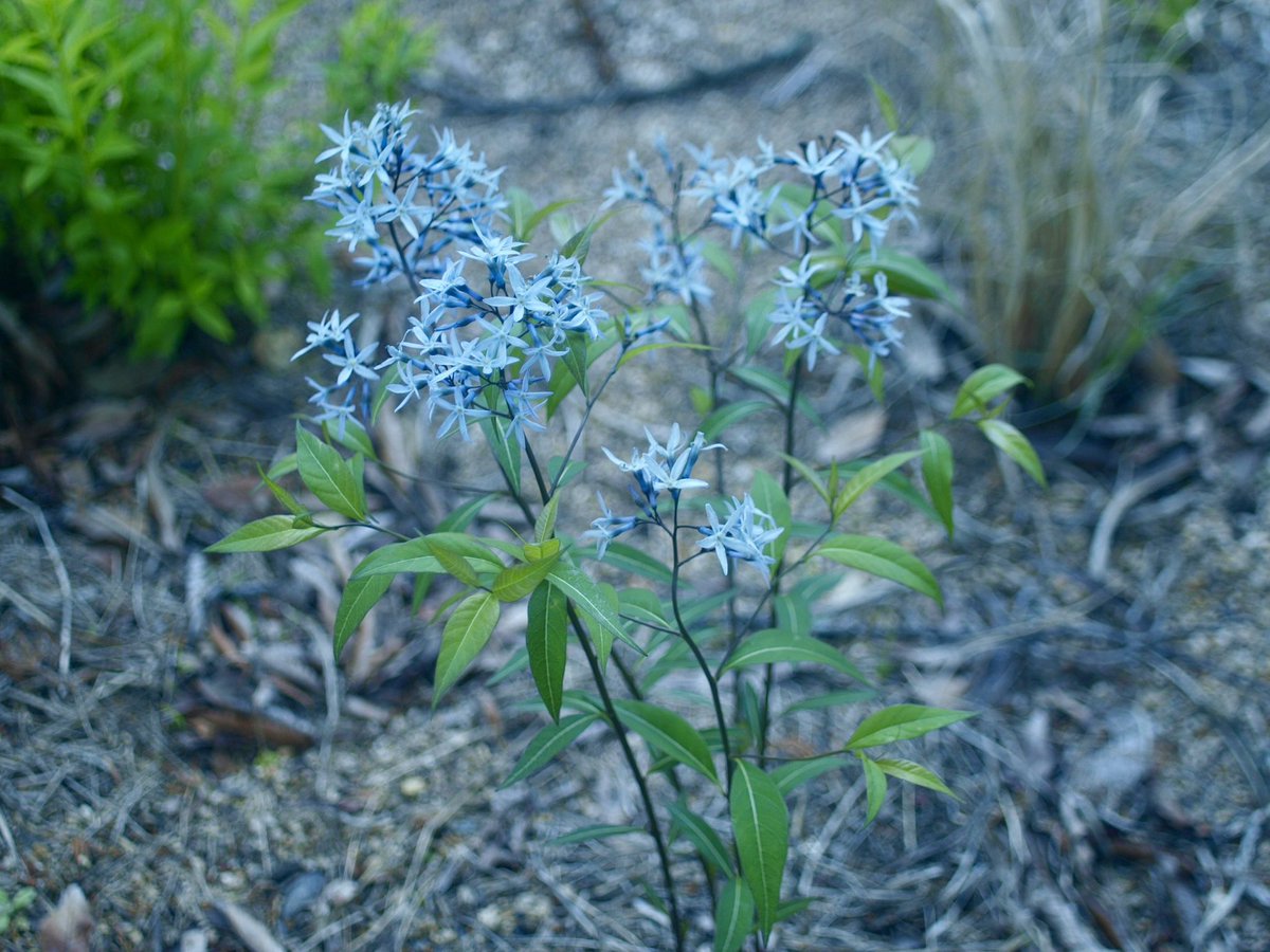 turbou3's tweet image. #OLYMPUS #オリンパスE520  #sigma #SIGMAFILTERMATICMULTICOATED 1:2.8 f=28mm カラーフィルターを利用してみたら案外イケてる感じ😁勉強にもなる🌼