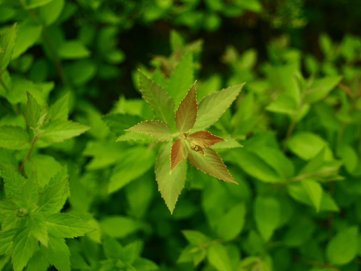 turbou3's tweet image. #OLYMPUS #オリンパスE520  #sigma #SIGMAFILTERMATICMULTICOATED 1:2.8 f=28mm カラーフィルターを利用してみたら案外イケてる感じ😁勉強にもなる🌼