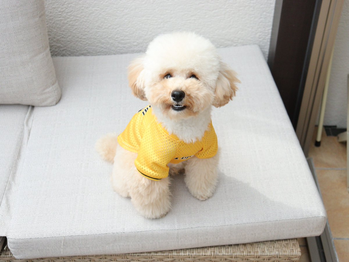 虎たろうSHOP🐯 tweet media