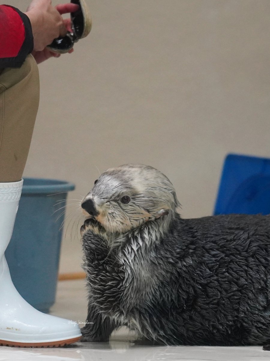 こーじ tweet media