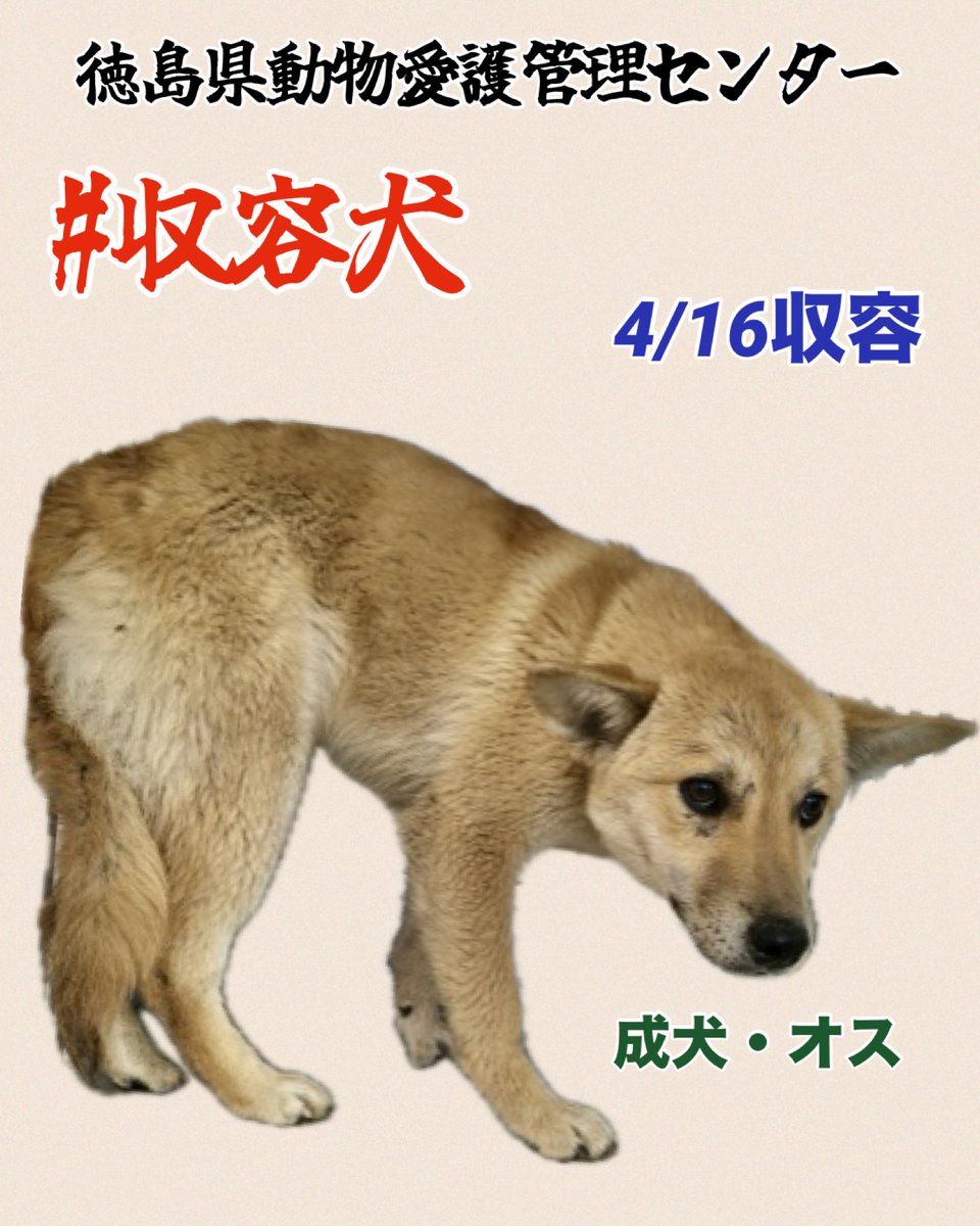 🆘徳島県動物愛護管理センター
野犬が捕獲されてます
行き場の無い子を応援してください
未来へ繋がりますように🍀🙏🏻
徳島県です
♦️住民通報
🔹4/16 板野郡板野町大寺
🔹雑種.成犬.うす茶.オス. 中型
douai-tokushima.com/stray/doglist