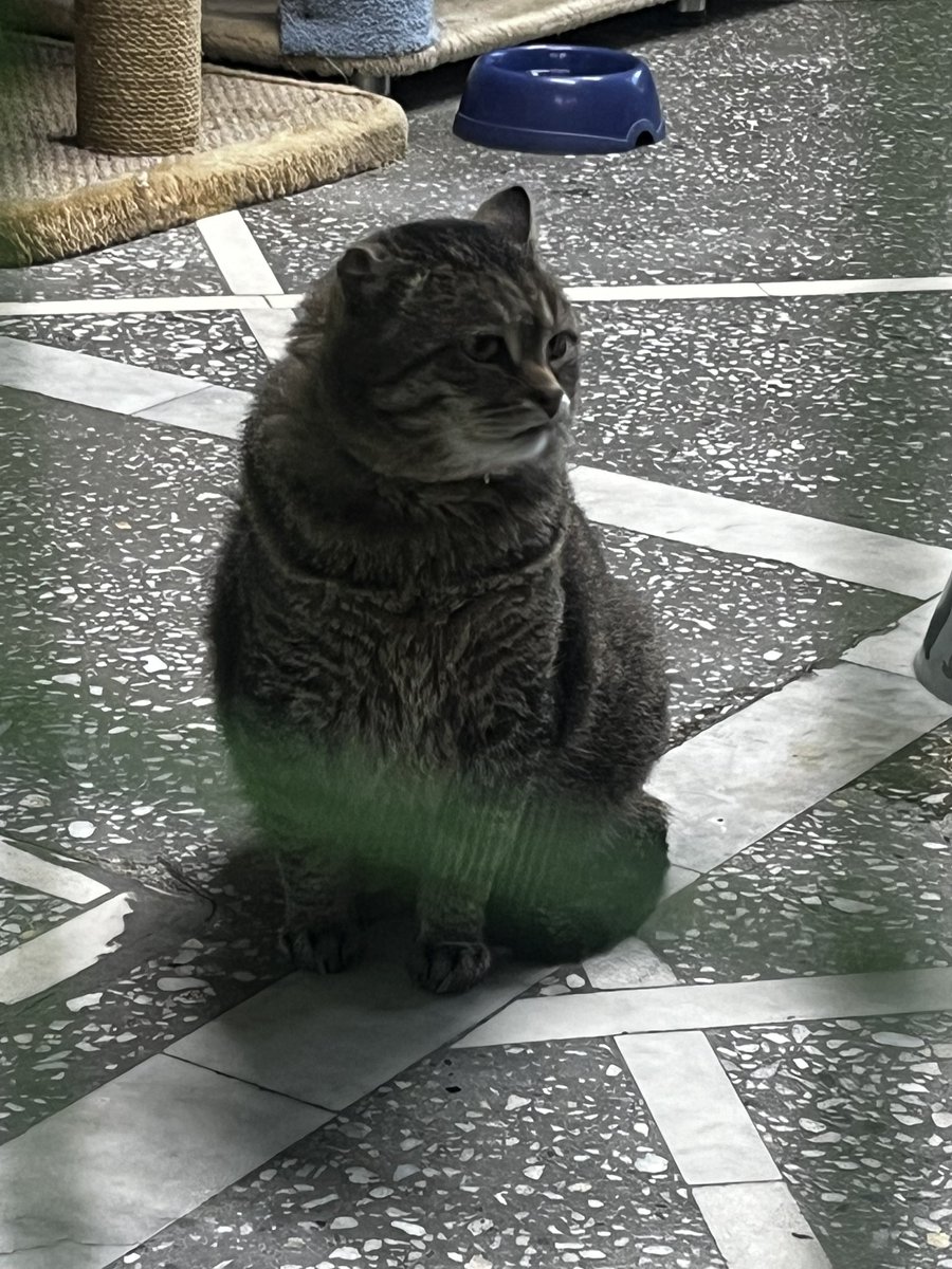 been volunteering in shelter randomly #okay it was fun but it's just not for me because everyone lowk smells shit😭