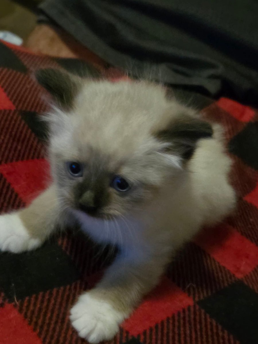 Reva Dick tweet media