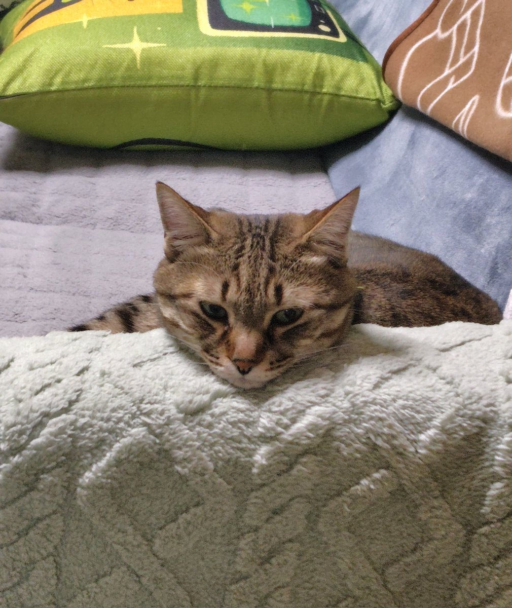 さくぽん tweet media