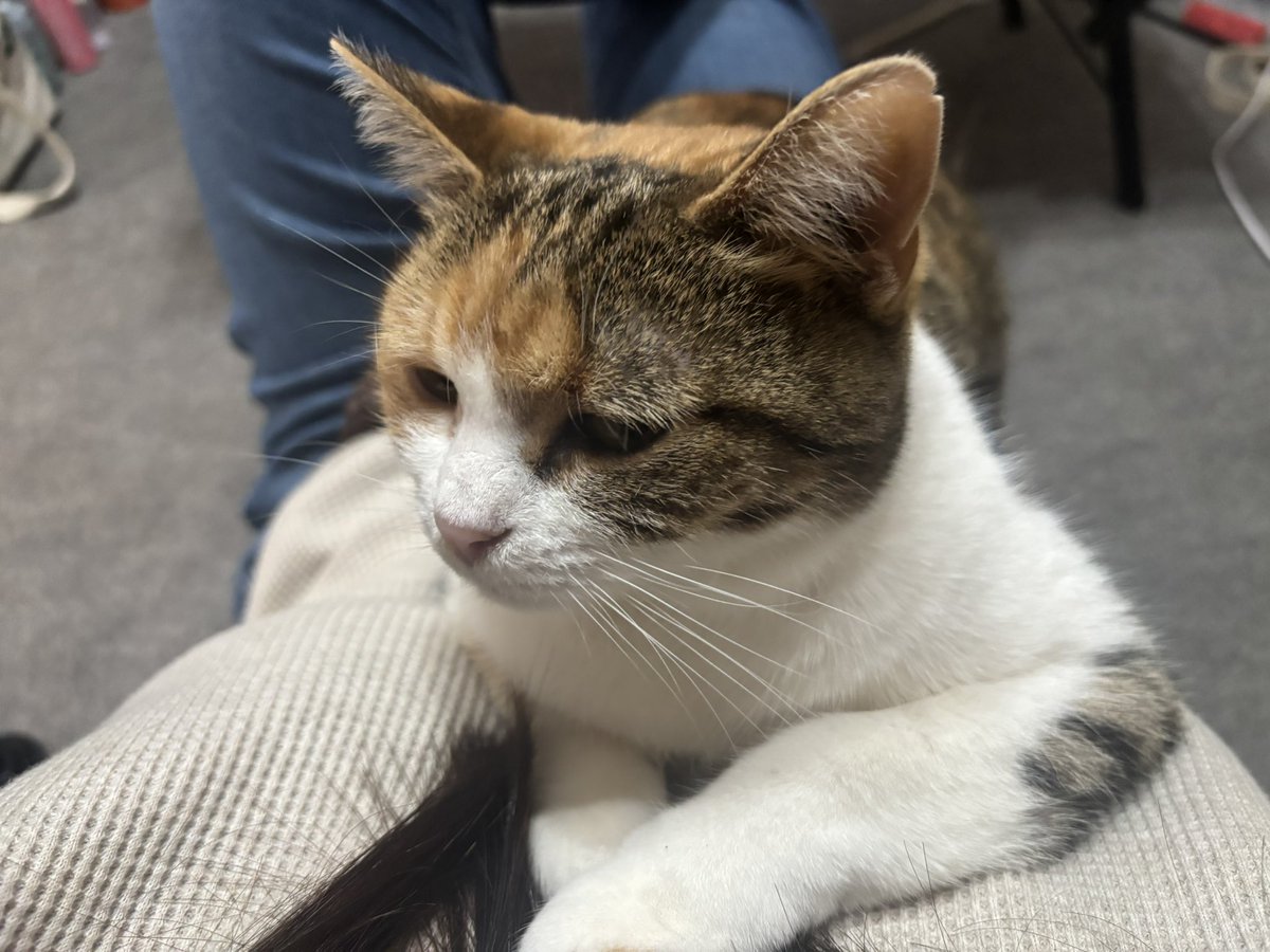 chachamiman's tweet photo. 久しぶりにフルで土日フリーなのでゆっくりしてると、それがわかるみたいで（賢い）、ちゃちゃもゆったりしてる

あと十分でワクチンちっくんに行くよ
覚悟してね https://t.co/jZw0G8OZZo