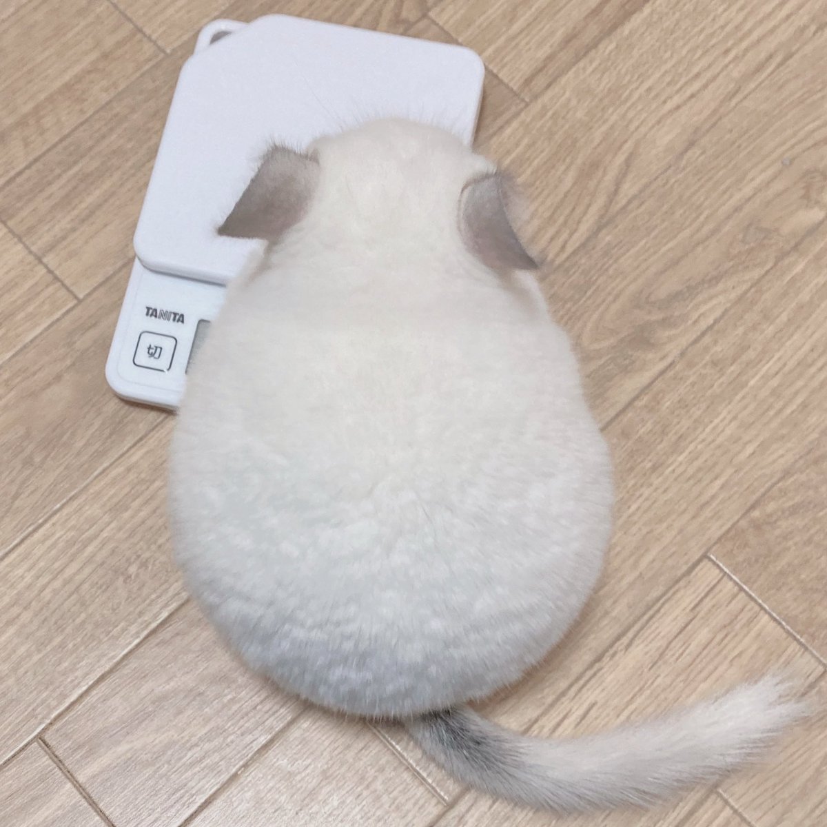 チンチラすき tweet media