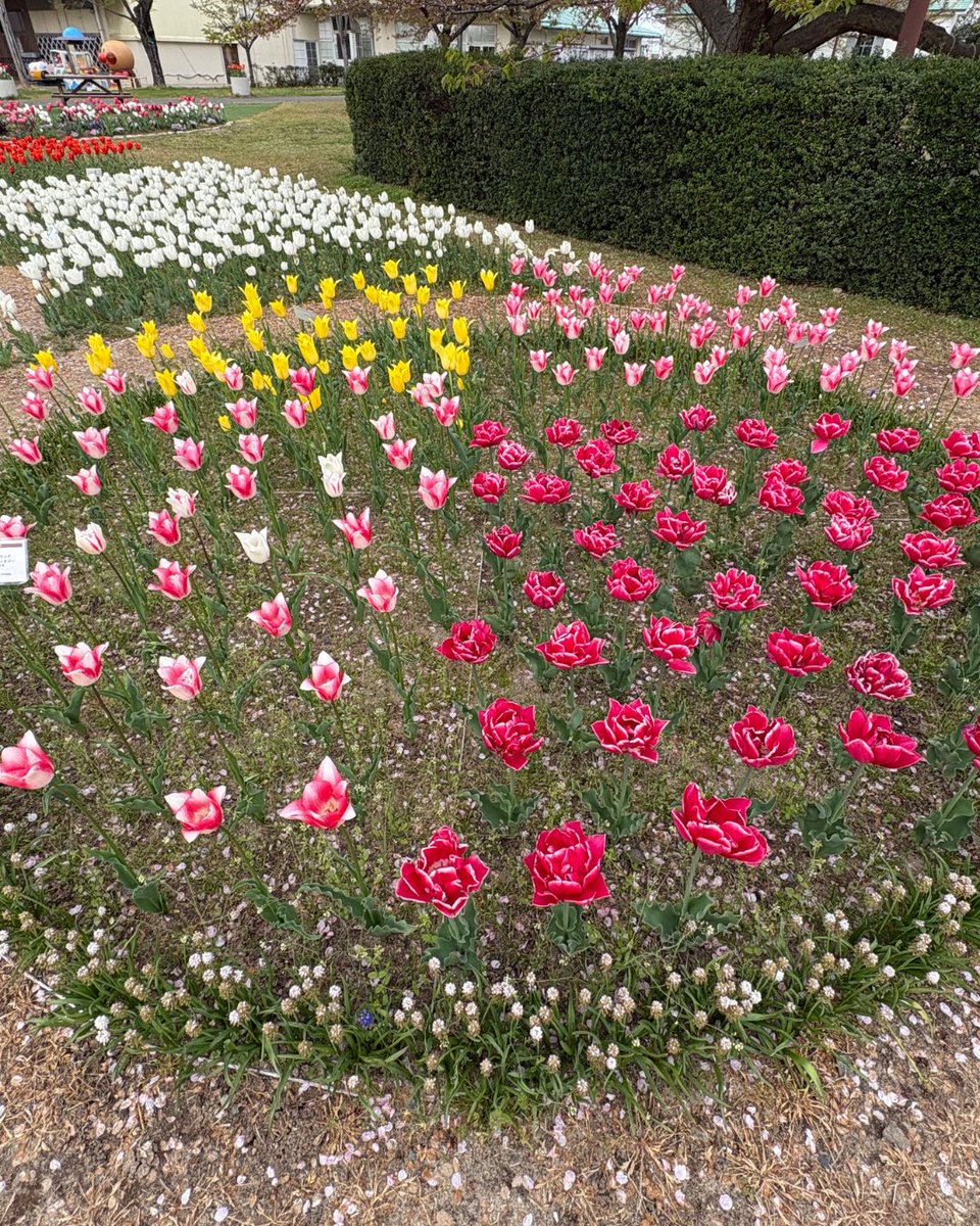 flowers #新潟ふるさと村
だいたい定期観測2026 vol.07

桜は葉桜となり花も残り少し…今年もキレイな花をみせてくれました、また来年☺️
今はチューリップ！今年は早いので…皆さま早めに見にきてくださいね🤣待ってます！

@niigata_furusatomuraのInstagram投稿をチェック instagram.com/p/DXQS8wKE40b/…