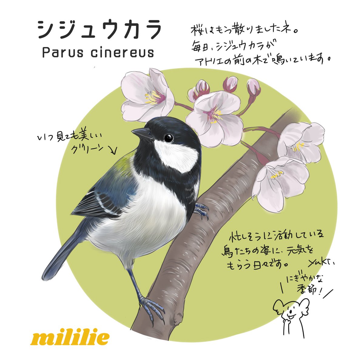 mililie｜鳥イラスト🕊️ tweet media