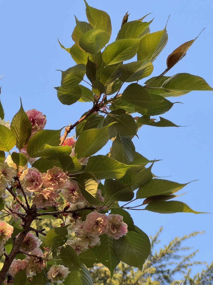c_fn78's tweet photo. 淡いグリーンからピンクに染まりゆく八重桜が満開でした。御衣黄かと思ったらソノサトキザクラという名前でした🌸
八重桜もそろそろ終わり、少し寂しいです
＃花のある暮らし https://t.co/C1DwZE45FW