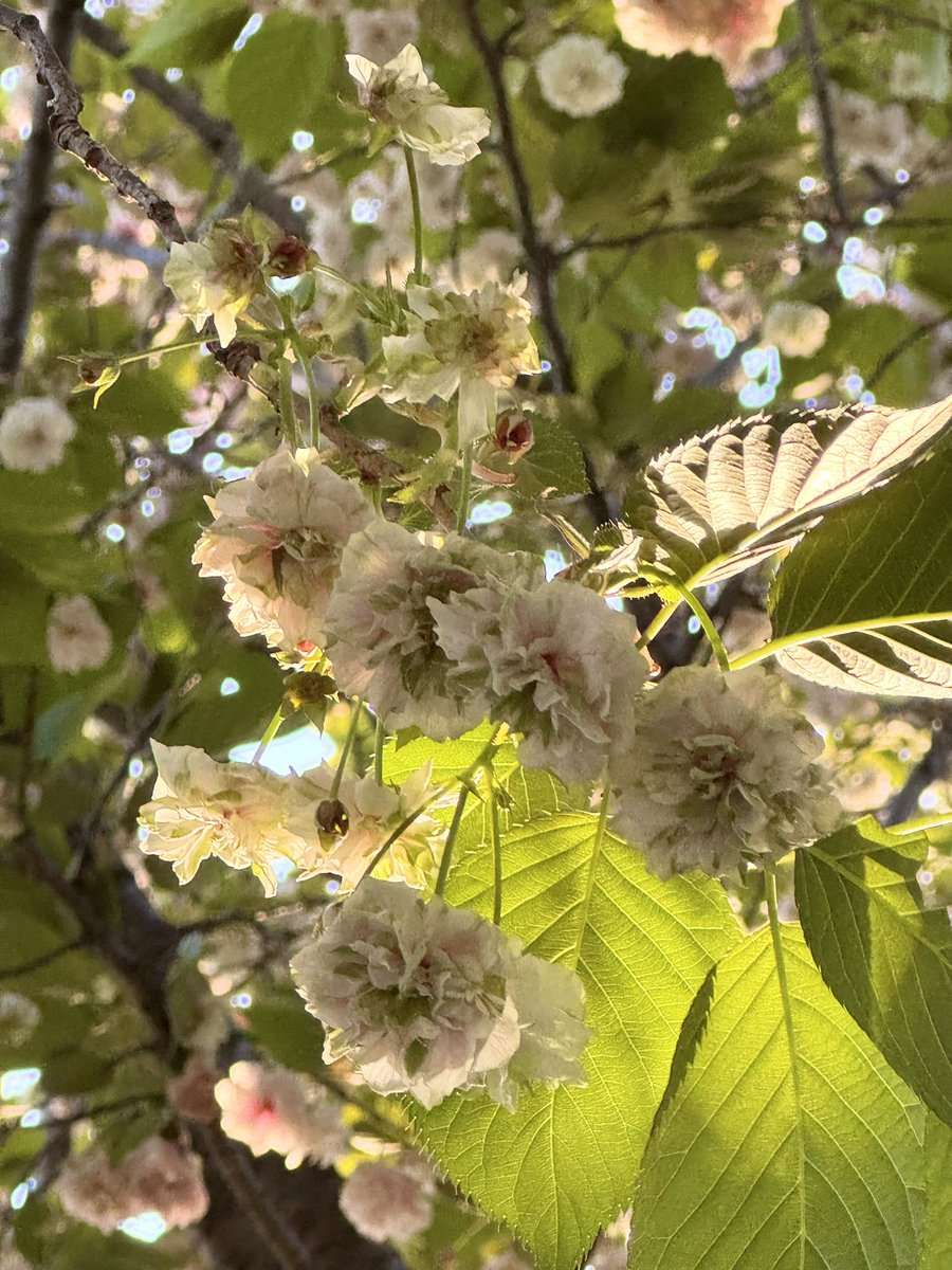 c_fn78's tweet photo. 淡いグリーンからピンクに染まりゆく八重桜が満開でした。御衣黄かと思ったらソノサトキザクラという名前でした🌸
八重桜もそろそろ終わり、少し寂しいです
＃花のある暮らし https://t.co/C1DwZE45FW
