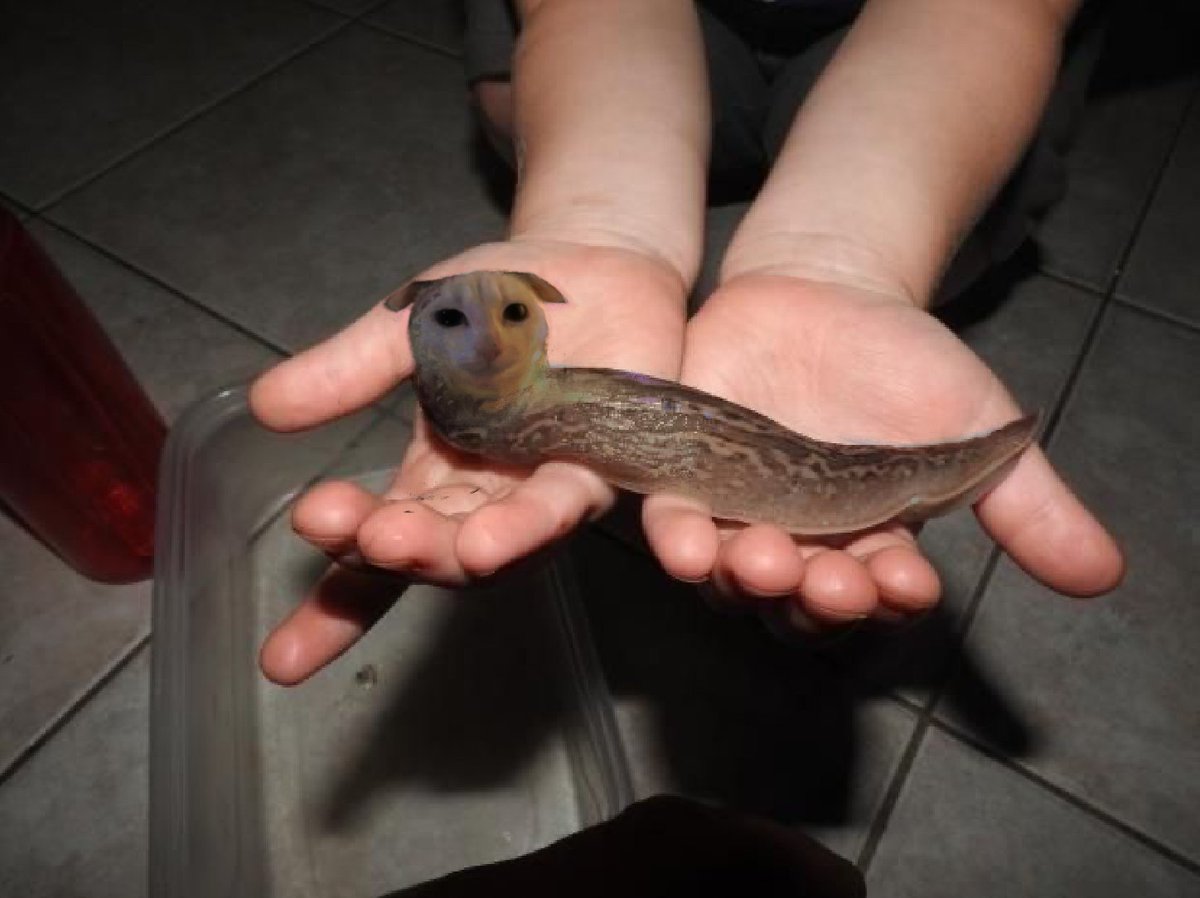 ⚓🐛io tweet media