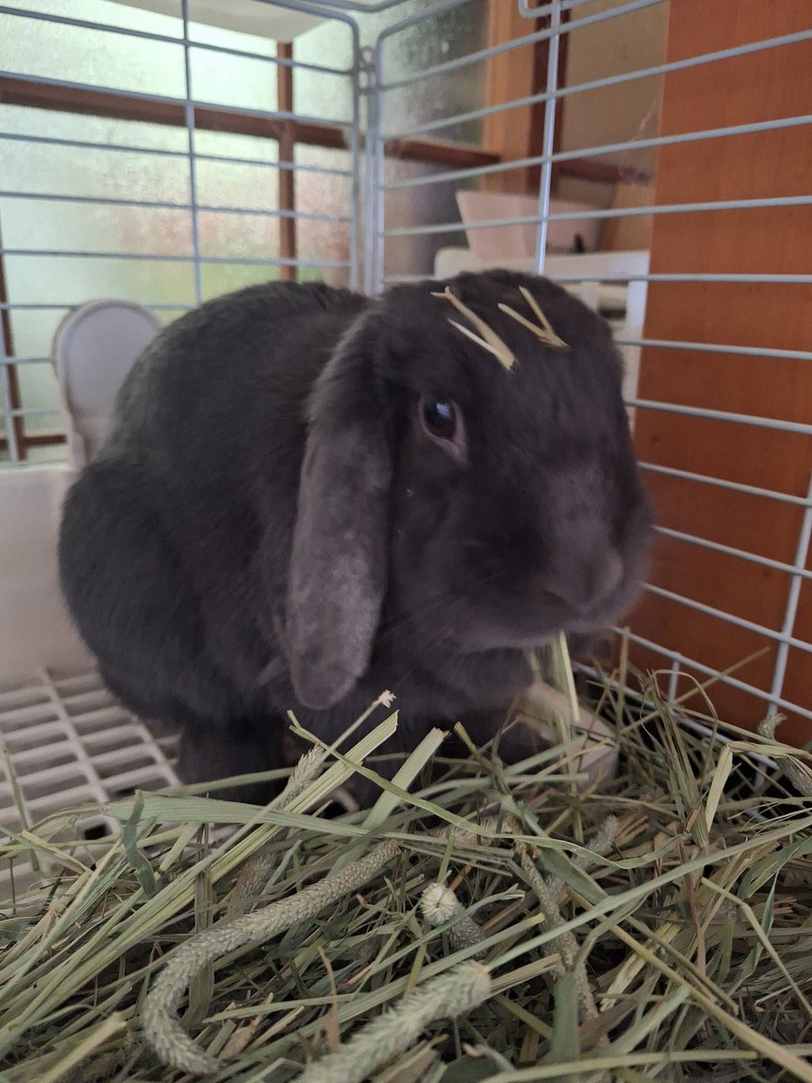 雪華🐰りん🐰 tweet media