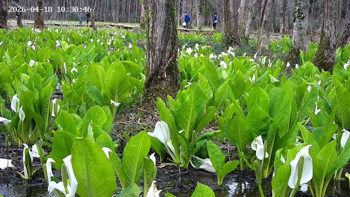 semboku_tourism's tweet photo. 【 #あきた花紀行2026 】
4/18(土)9時現在の開花状況です✨

🌸武家屋敷通りの #シダレザクラ 『満開』
🌸桧木内川堤の #ソメイヨシノ 『満開』
🌸刺巻湿原の #水ばしょう 群生地『見頃』
🌸八津鎌足の #かたくり 群生の郷
     『5番・9番コース・日当たりの良い所見頃』 https://t.co/YAXn3BBe78