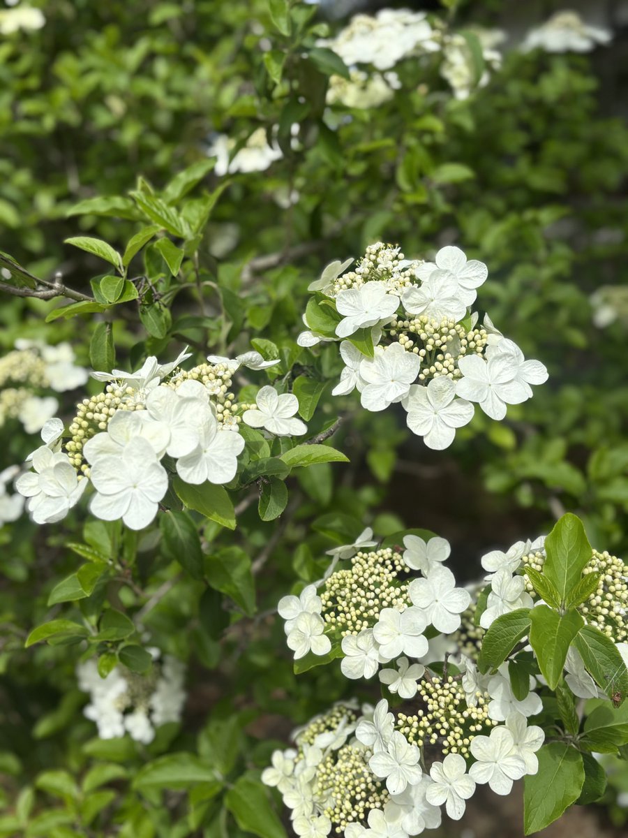 淡路国分寺【公式】 tweet media