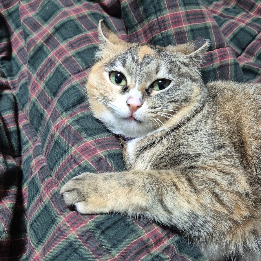 째앙금 tweet media