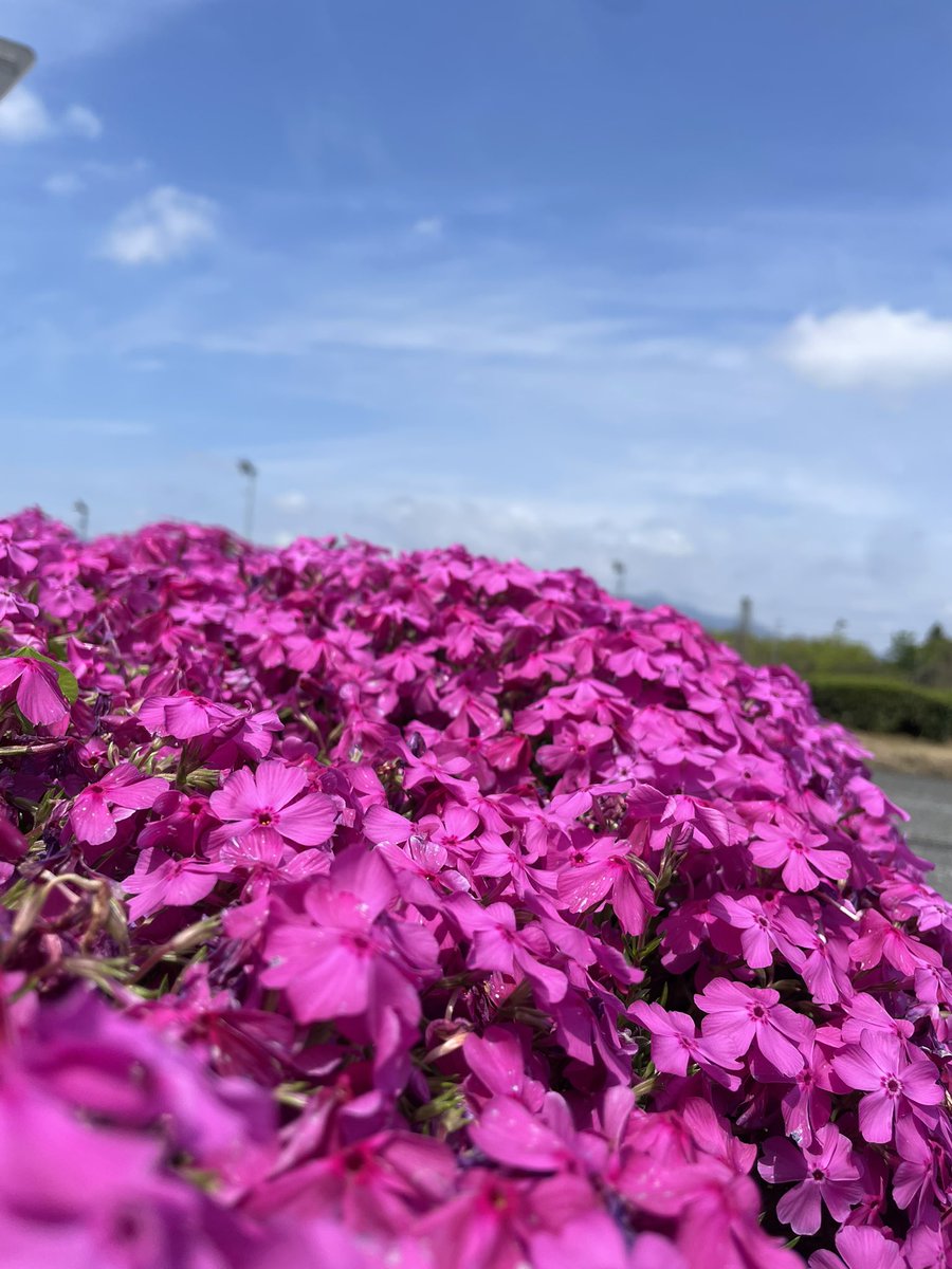 ふるまる tweet media