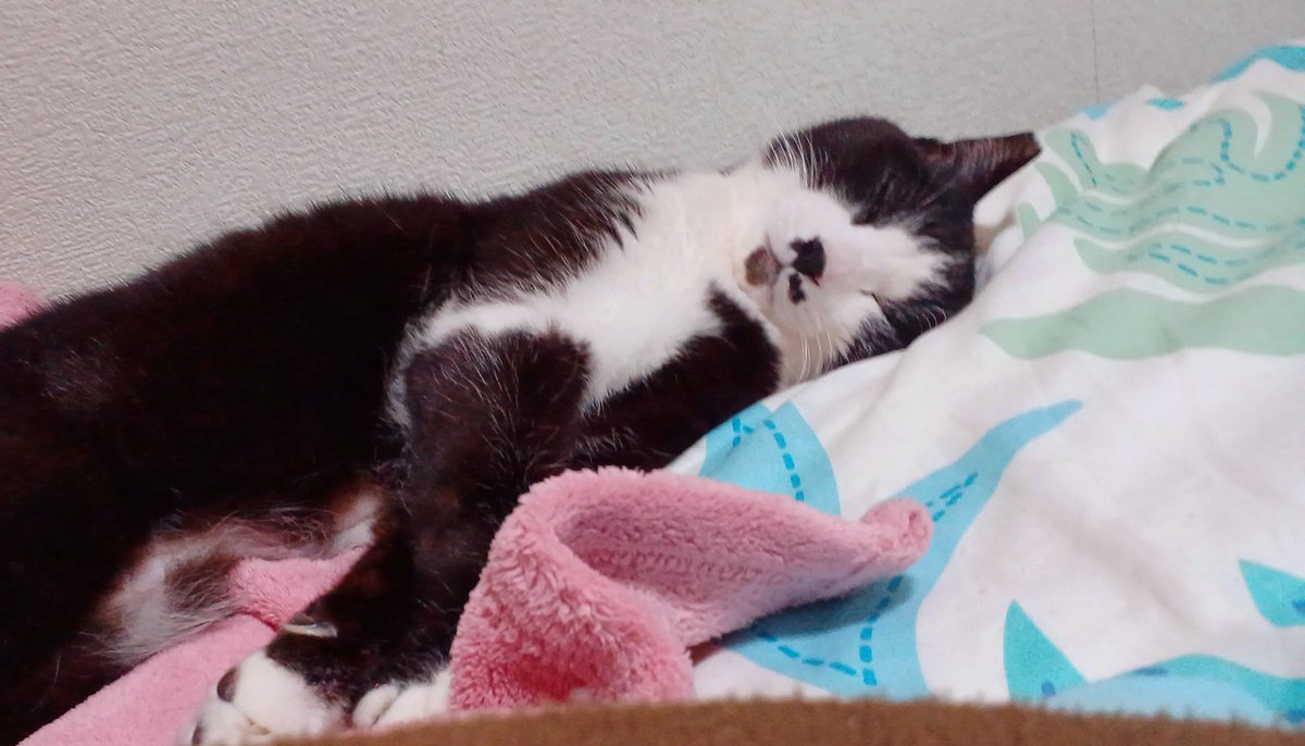 おから tweet media