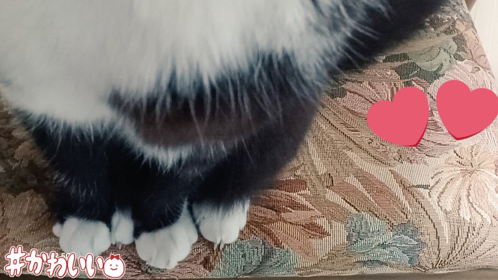 おから tweet media