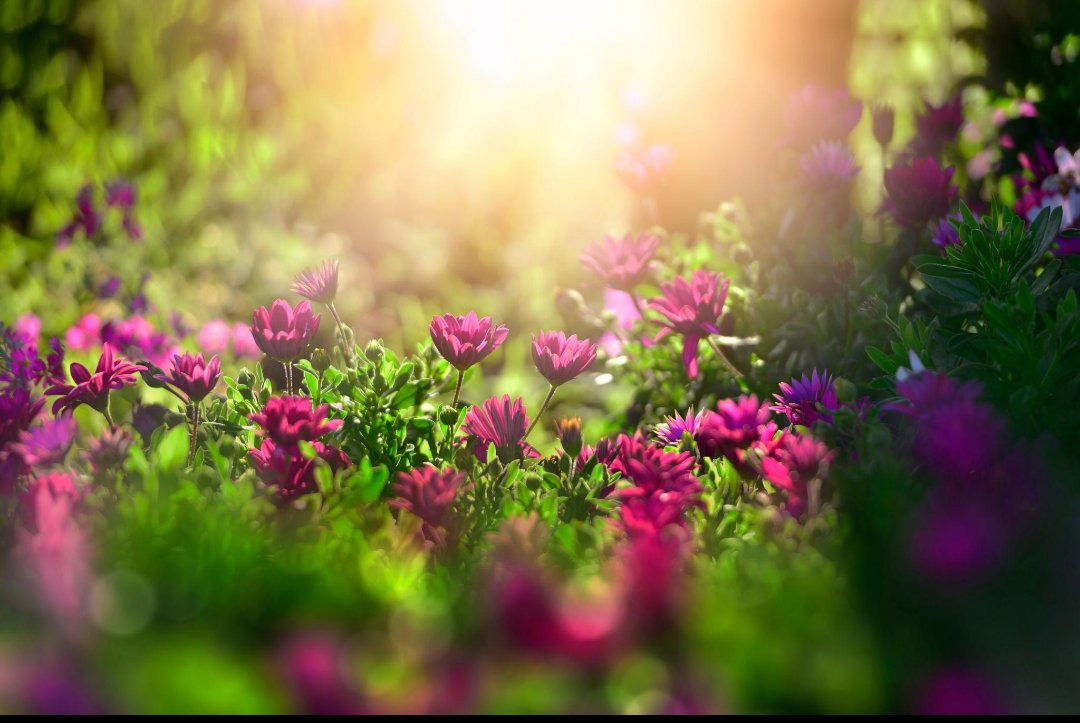 Vidyakar's tweet image. 🌼 #GoodMorning | #SaturdayVibes 🌼

नई सुबह है, नया मौका है…
जो कल नहीं कर पाए,
आज वही करने का सही समय है।

✨ Quote of the Day:
“Discipline is choosing between what you want now
and what you want most.”

🔥 आज की सोच:
छोटे-छोटे कदम ही बड़े बदलाव लाते हैं…
बस रुकना मत।

Have a