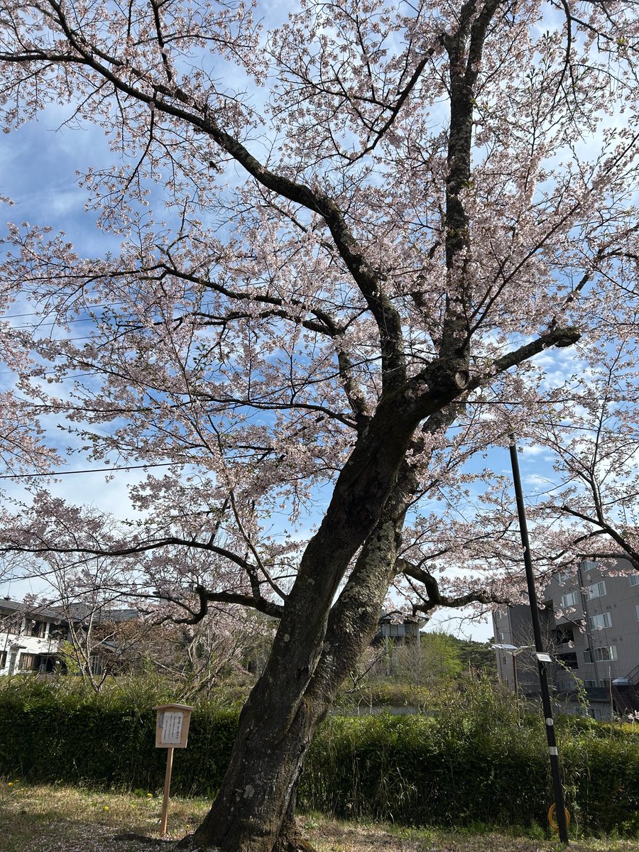 dakeonsen_s's tweet photo. 撮影日:2026年4月18日(土)
開花状況:満開

岳温泉・桜坂は、桜が咲き誇る最も美しいタイミングを迎えています。
本日4/18(土)は「岳温泉桜まつり」開催中✨
ステージイベントや露店、子供縁日も楽しめます！
温泉と桜で癒される週末をぜひお過ごしください♨️

＃二本松の桜
＃岳温泉の桜
＃岳温泉桜坂 https://t.co/UtDD5WGUNS