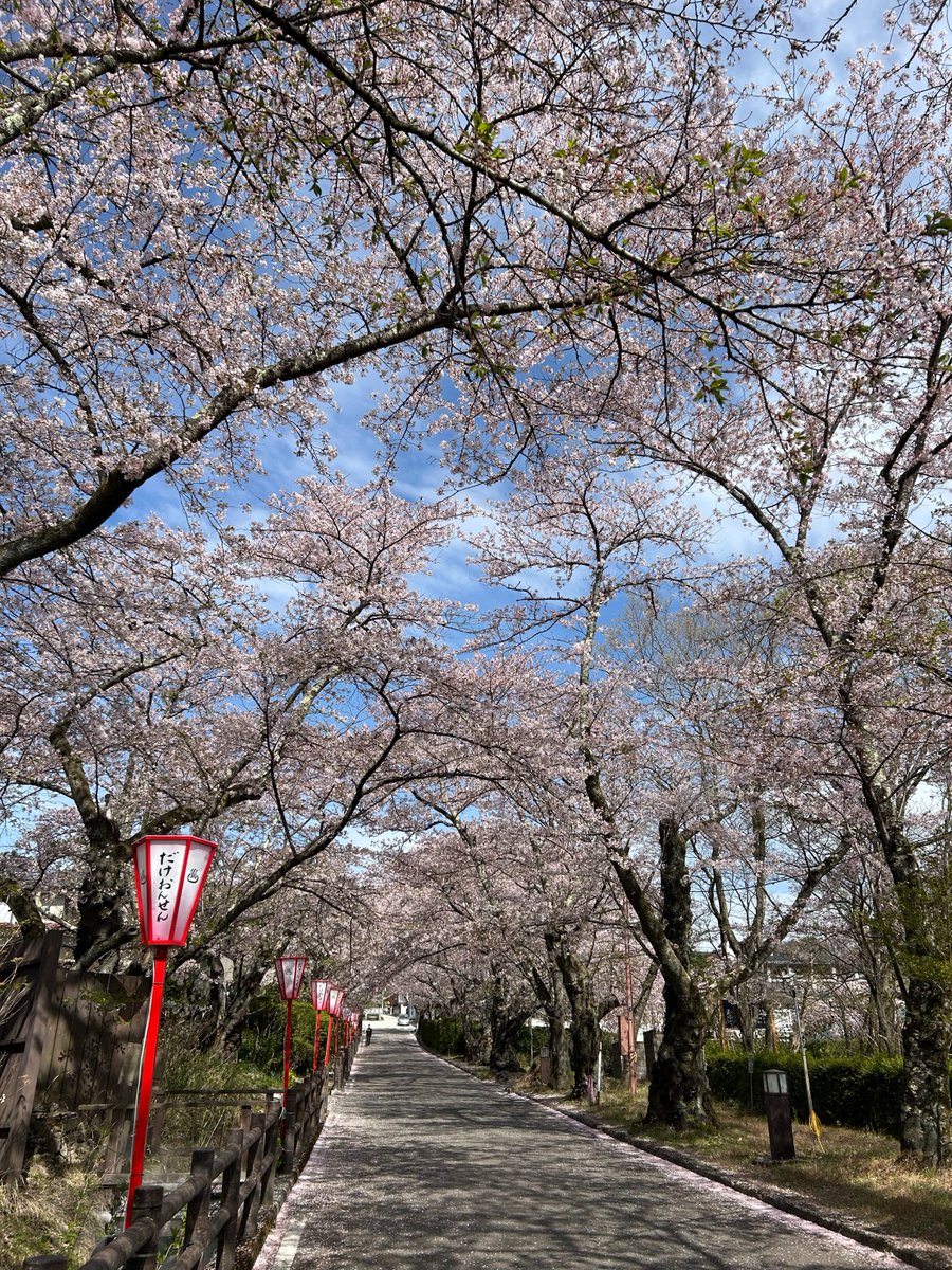 dakeonsen_s's tweet photo. 撮影日:2026年4月18日(土)
開花状況:満開

岳温泉・桜坂は、桜が咲き誇る最も美しいタイミングを迎えています。
本日4/18(土)は「岳温泉桜まつり」開催中✨
ステージイベントや露店、子供縁日も楽しめます！
温泉と桜で癒される週末をぜひお過ごしください♨️

＃二本松の桜
＃岳温泉の桜
＃岳温泉桜坂 https://t.co/UtDD5WGUNS