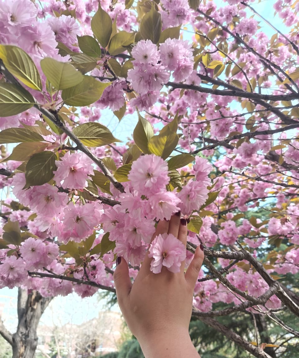 dazzleah's tweet photo. reposting sum pinks bcoz i kinda miss those hot pink apricots damnkh knp kalian hilangnya cpt bgt 😔 https://t.co/dRug9NAn6S