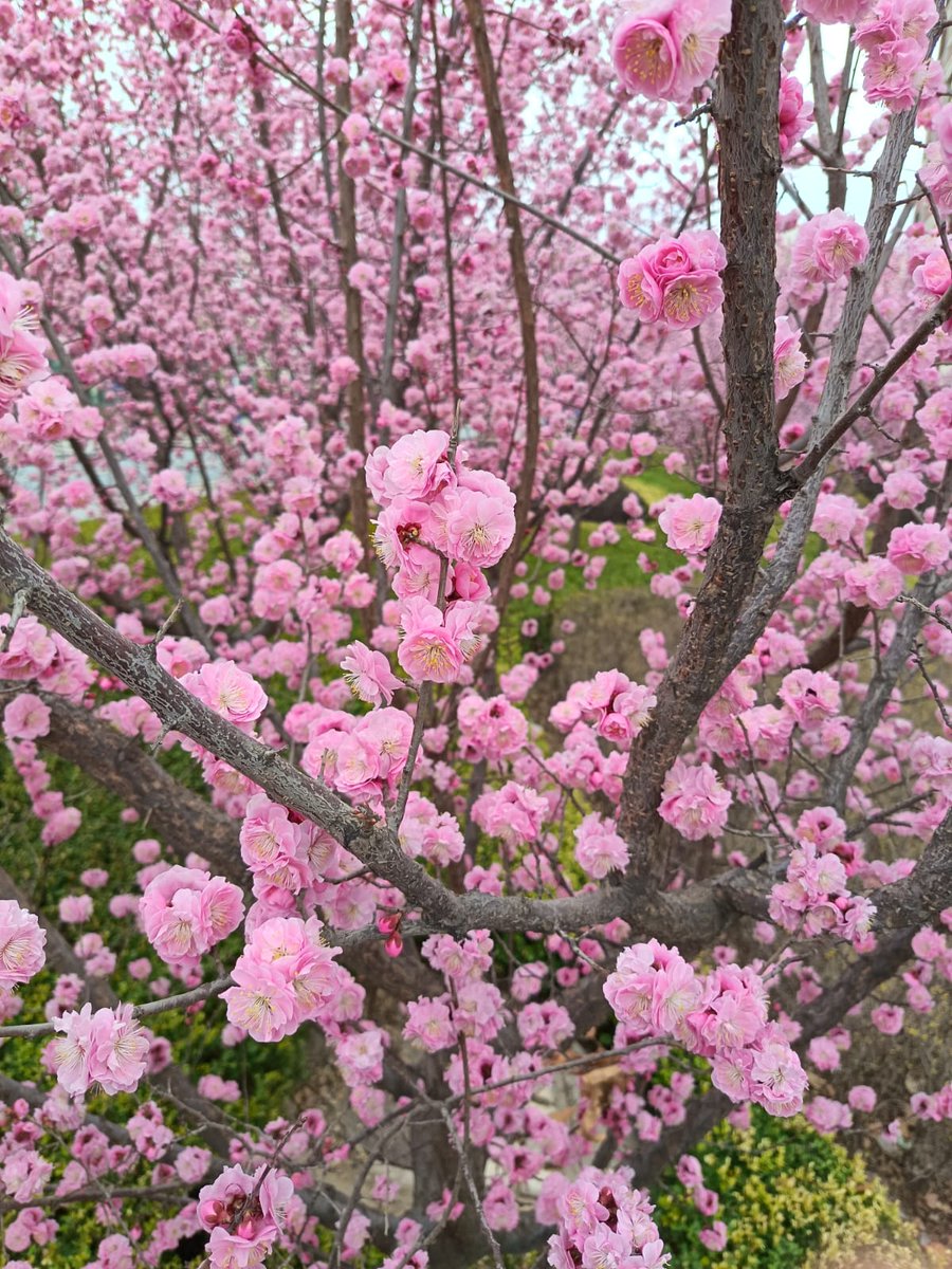 dazzleah's tweet photo. reposting sum pinks bcoz i kinda miss those hot pink apricots damnkh knp kalian hilangnya cpt bgt 😔 https://t.co/dRug9NAn6S