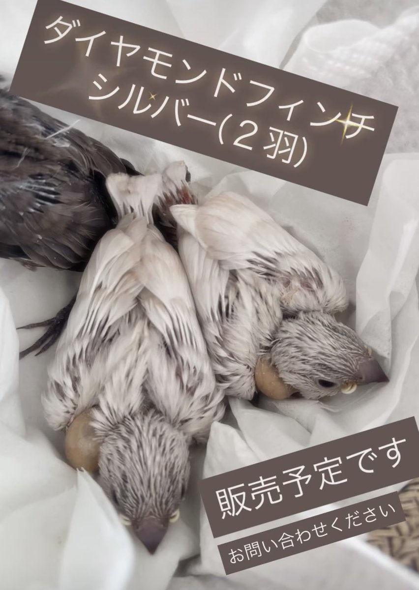 chachamarufinch's tweet photo. ダイヤモンドフィンチ、シルバー
販売予定です
お問い合わせも受け付けております

お気軽にメッセージください🙇‍♀️

#diamondfiretail https://t.co/xRFpTgTHlW