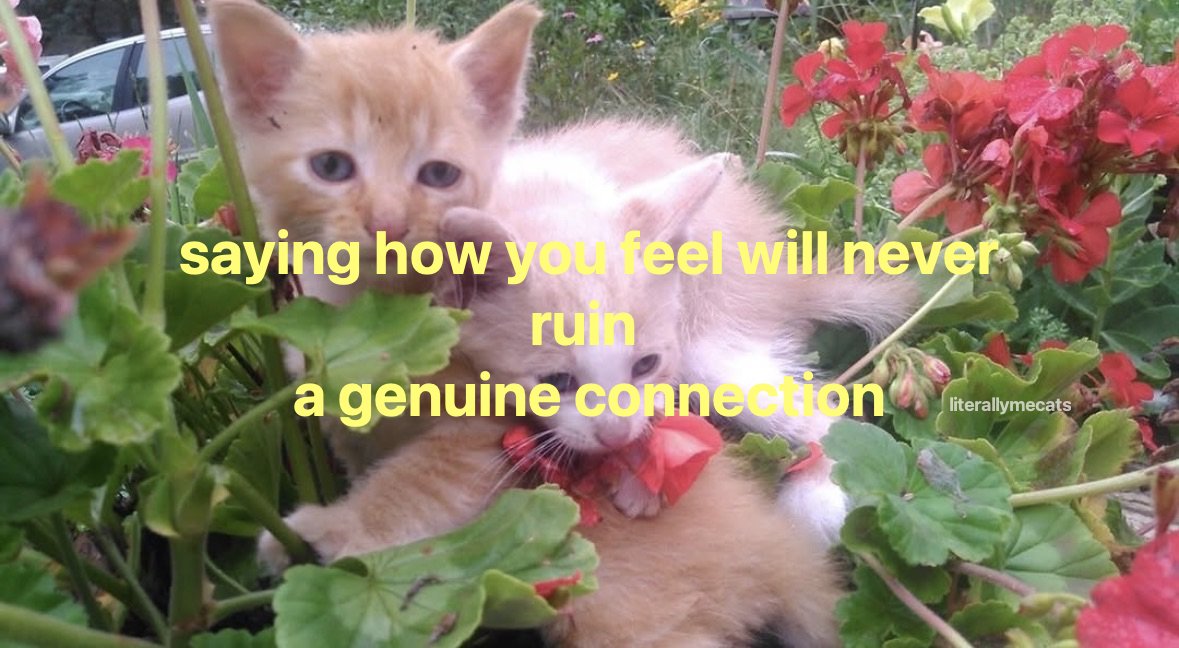 LiterallyMeCats tweet media