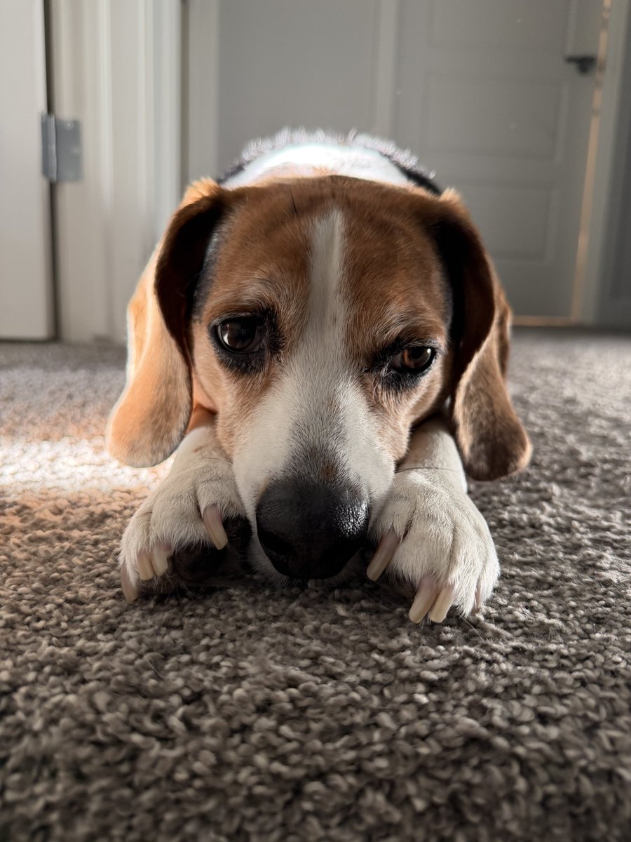 SerenaCMah's tweet image. #beagles are great teachers. Today’s lesson, look for a ray of sunshine and bask in it. @beaglefacts Thank you sweet Gus. 🐶🐾@TweeetsOfDogs #weekendvibes