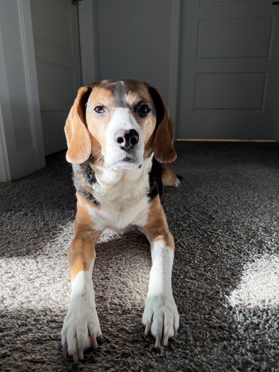 SerenaCMah's tweet image. #beagles are great teachers. Today’s lesson, look for a ray of sunshine and bask in it. @beaglefacts Thank you sweet Gus. 🐶🐾@TweeetsOfDogs #weekendvibes