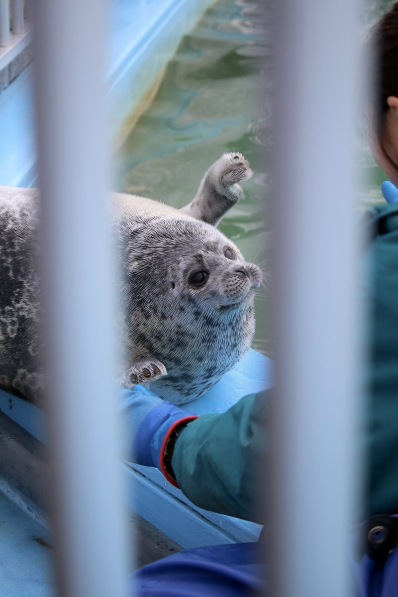 りっきー⋆🦭 tweet media