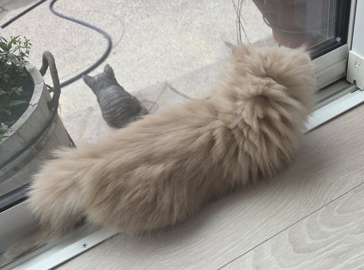 伝説のオタク tweet media