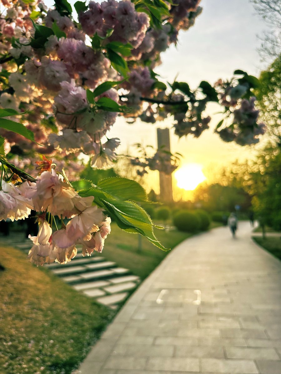 david_andrew123's tweet image. 🌸 Golden hour, pink blooms.
🌅 Spring’s softest sunset moment.
✨ Pure spring bliss.
#SpringVibes #CherryBlossomSeason #EveningGlow