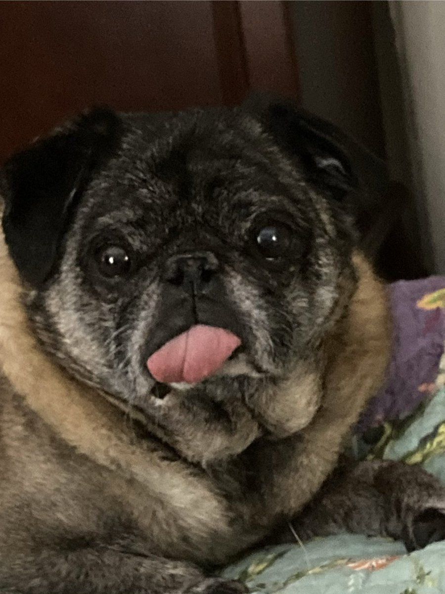 wayward academic tweet media