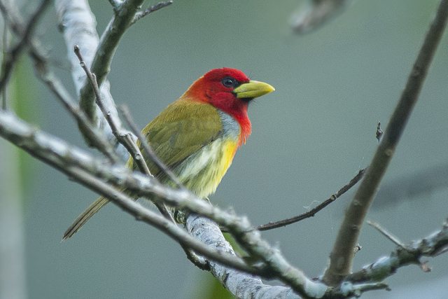 Aves do Brasil tweet media