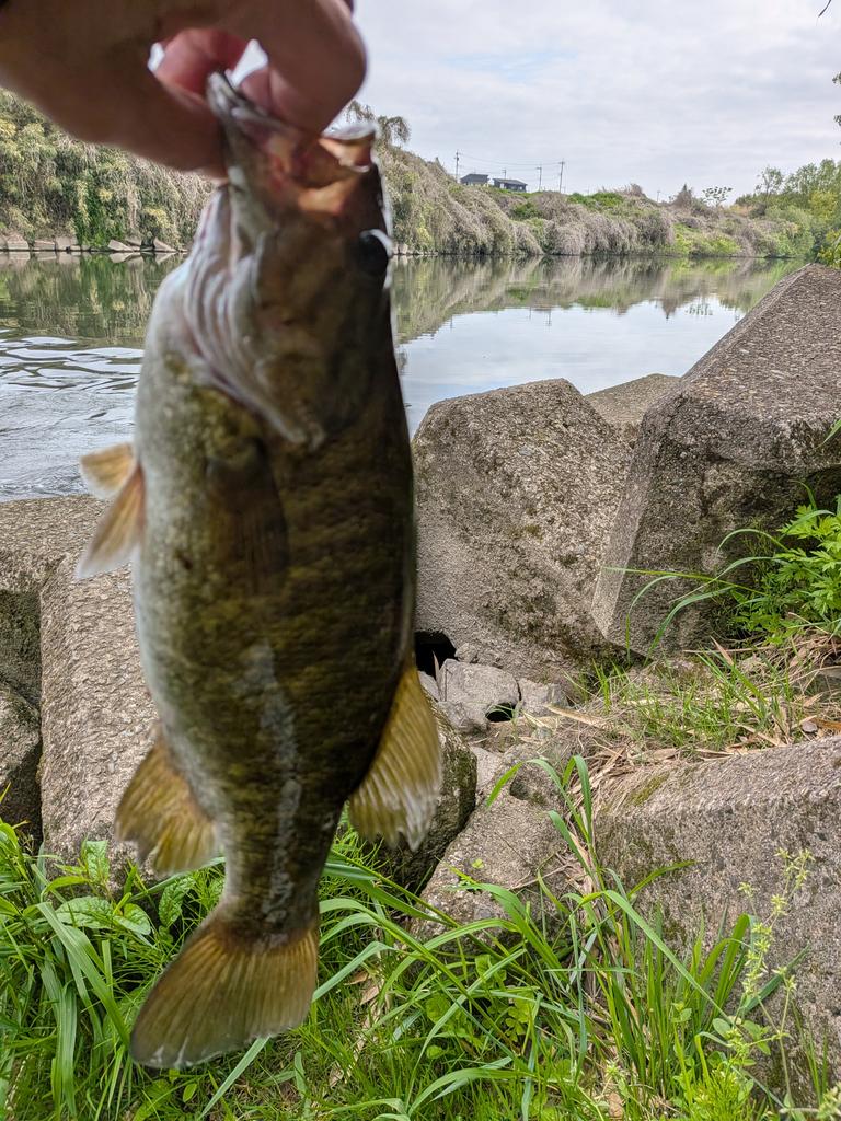 白鳥幸仁 tweet media