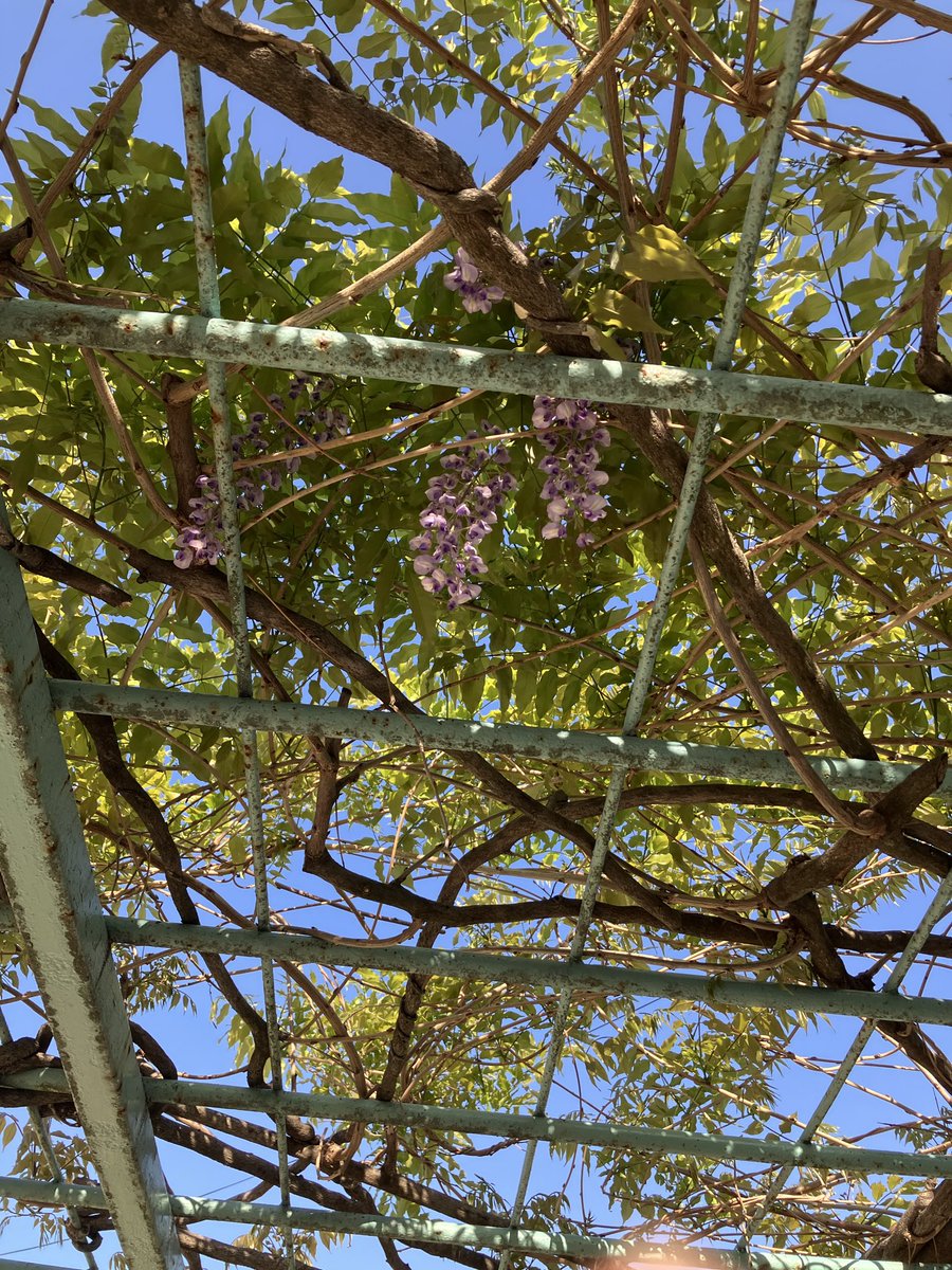 SW55098972's tweet photo. ホームグランドとしている地元の公園に日よけで植えられている藤の木。
初めて花を咲かせた https://t.co/NUKQOU1BMb