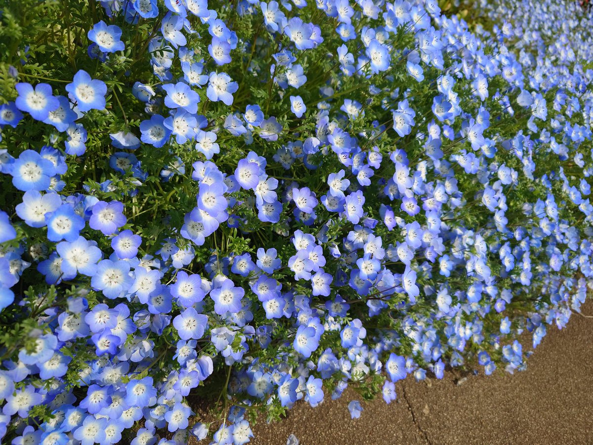 うえすと tweet media