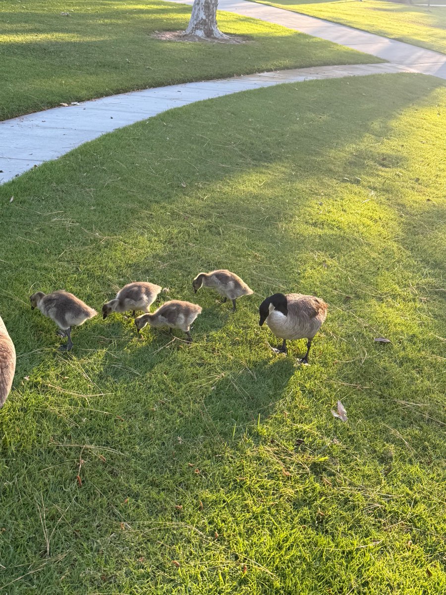 fity.eth tweet media