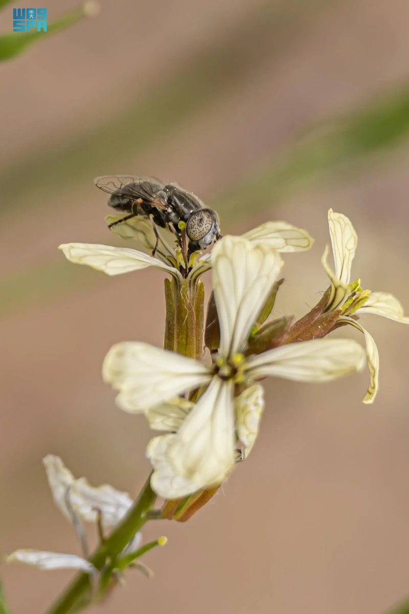arabnews's tweet image. Spring awakens #SaudiArabia’s Northern Borders region with rare blooms and buzzing life arab.news/5s47m